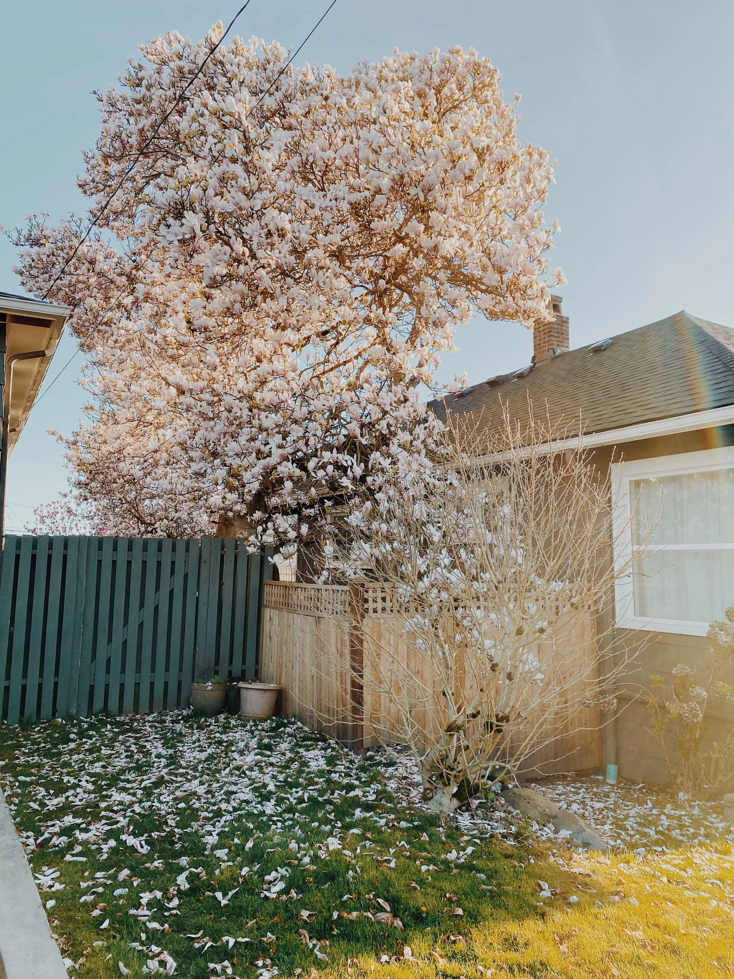 Magnolia Dust.jpg