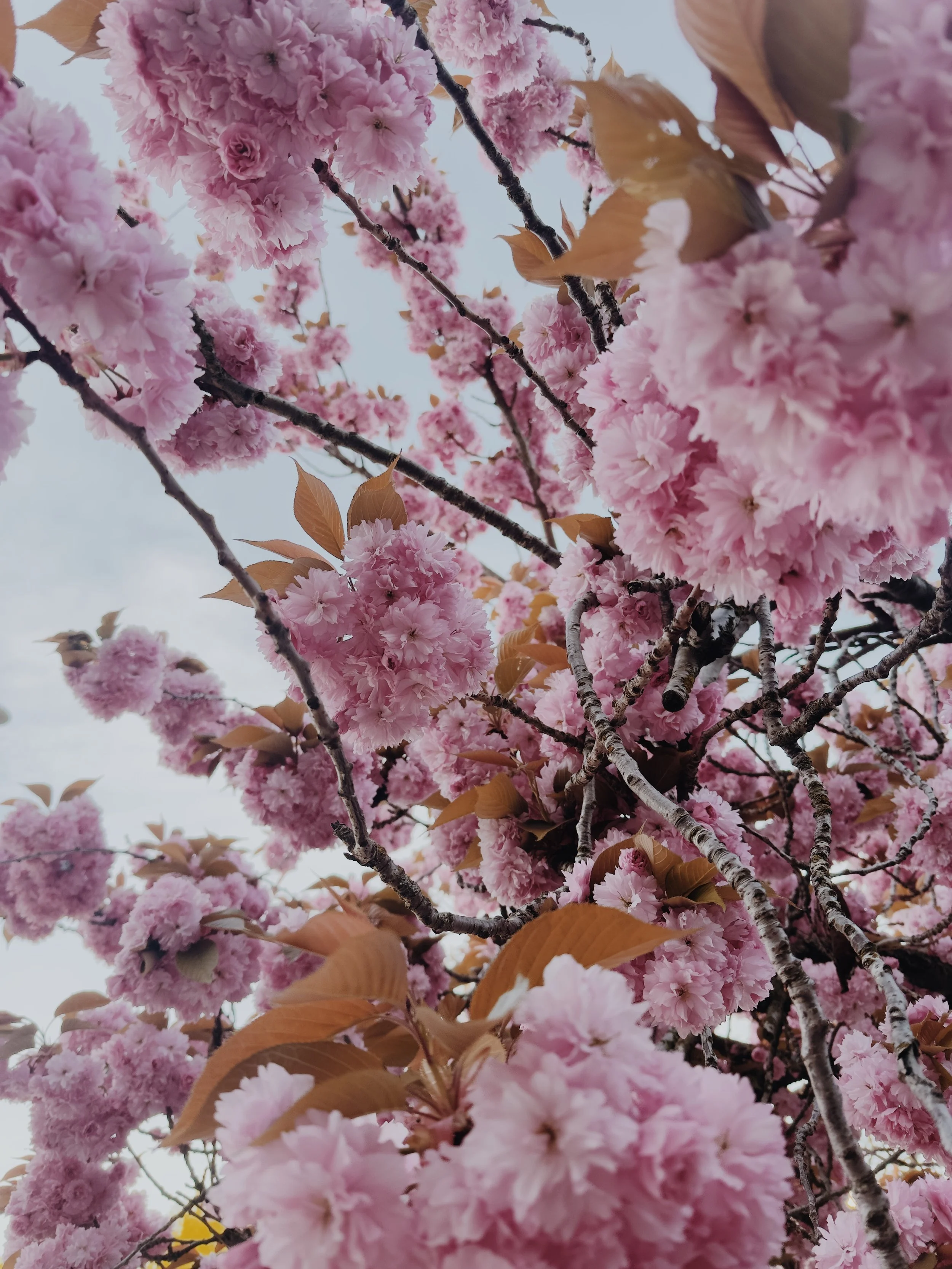 Fresh Cut Cherries_Pink 2.jpg