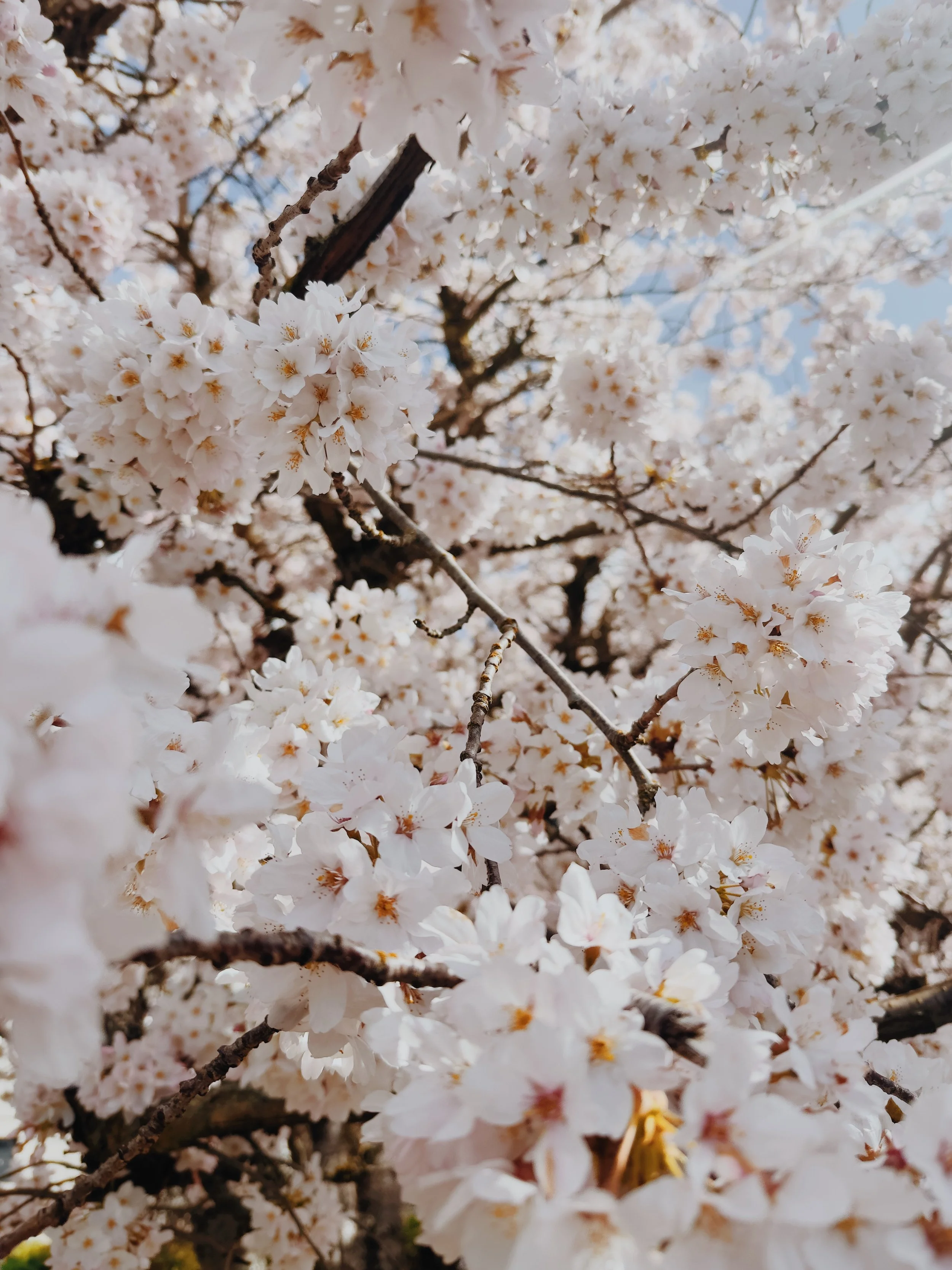 Fresh Cut Cherries_White 2.jpg