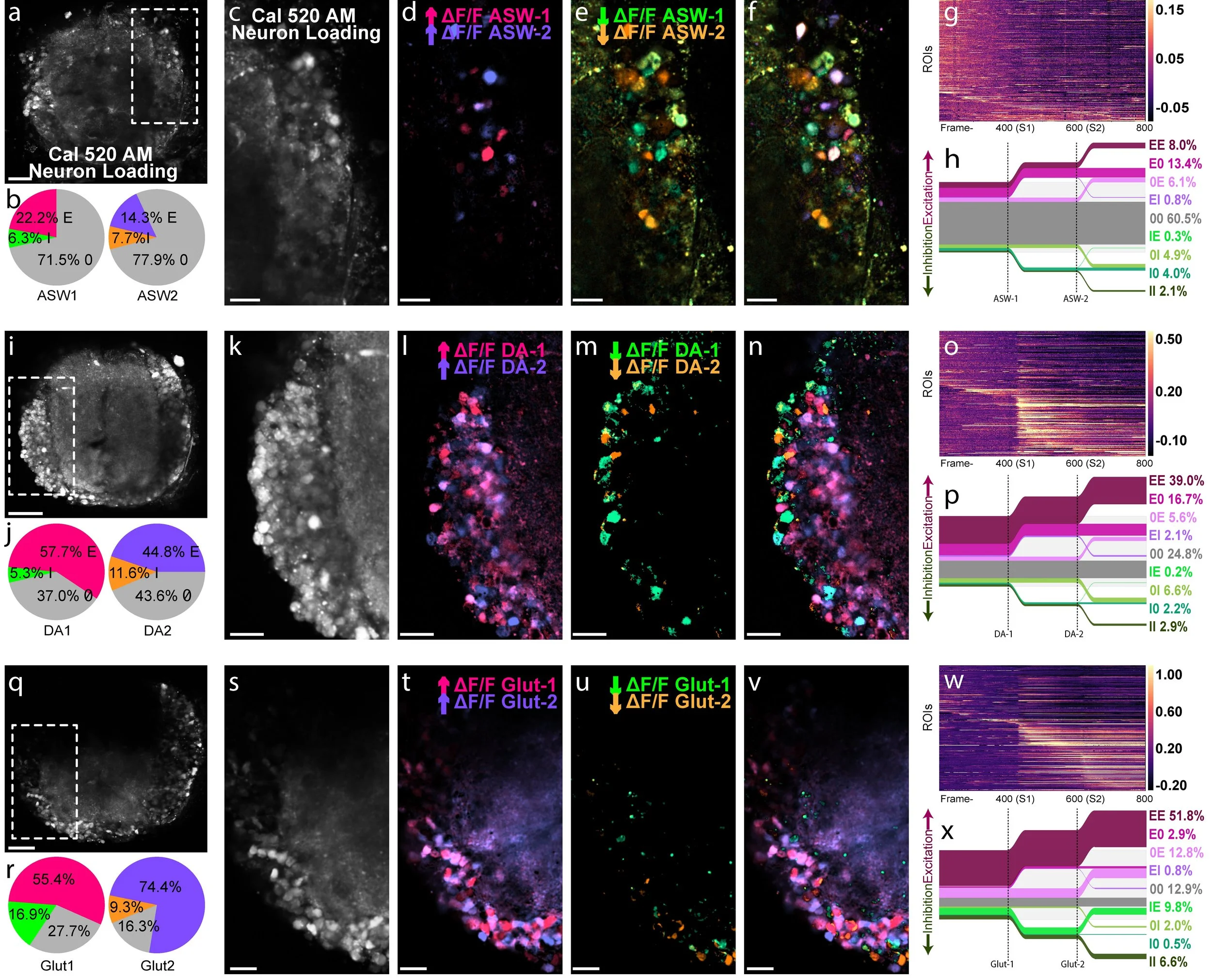 Octopus Mri New Preprint: Mapping functional circuits in octopus arms with calcium ...