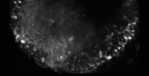 rotated crop (1).gif