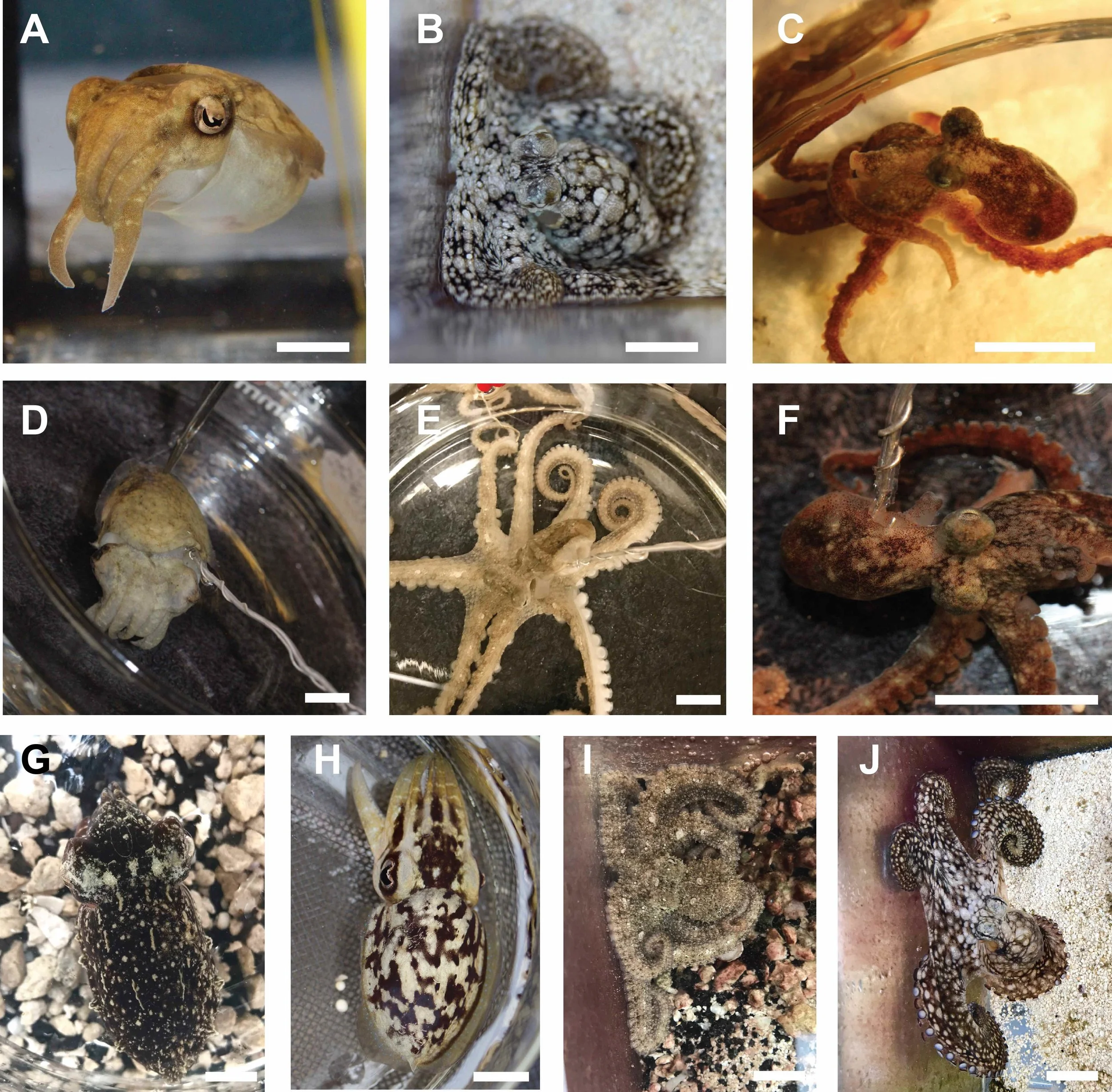 Fig1 descriptive photos.jpg
