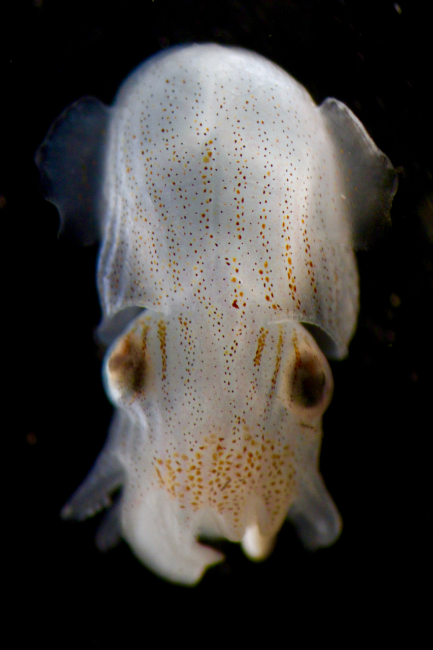 Pyjama squid, Sepioloidea lineolata