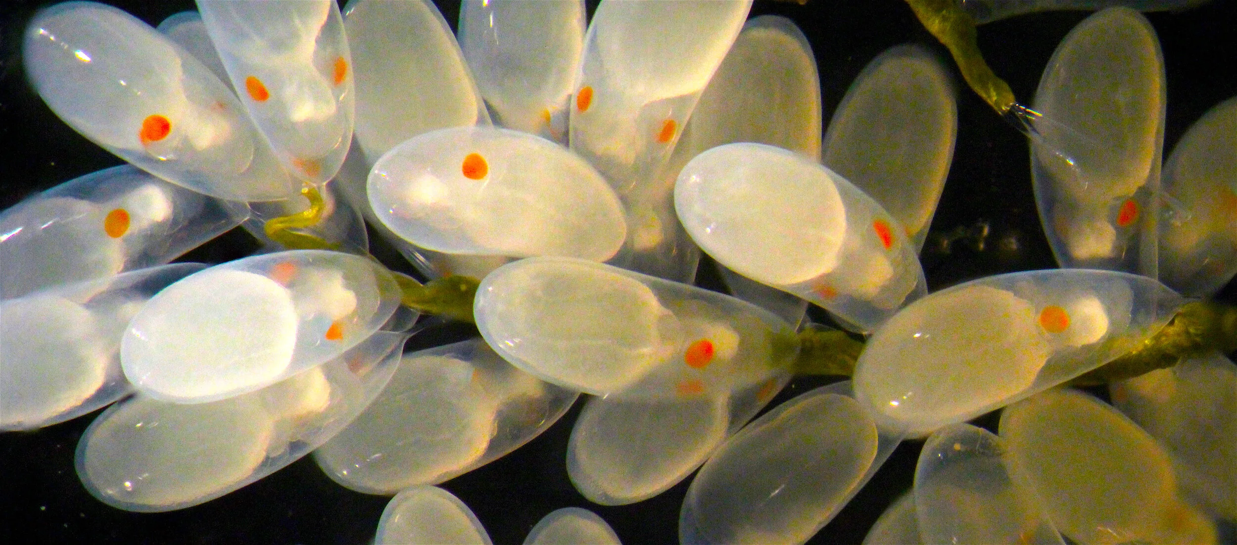 focal stack obockiDay11_crop copy.jpeg