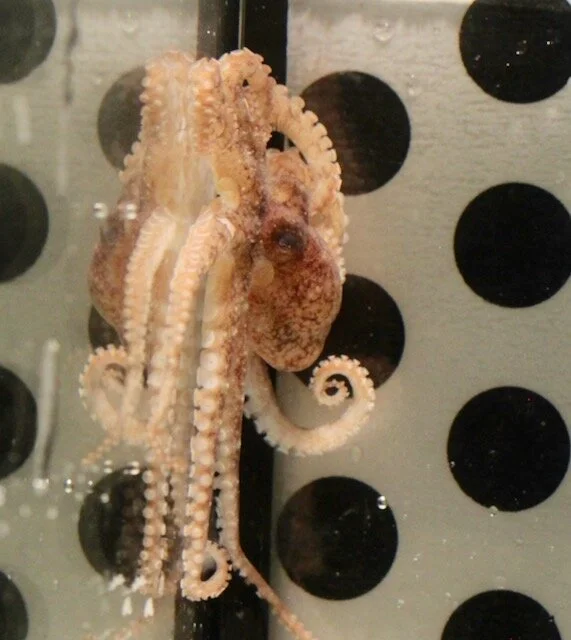 New publication: Pain experience in octopus