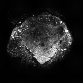 New Preprint: Mapping functional circuits in octopus arms with calcium ...