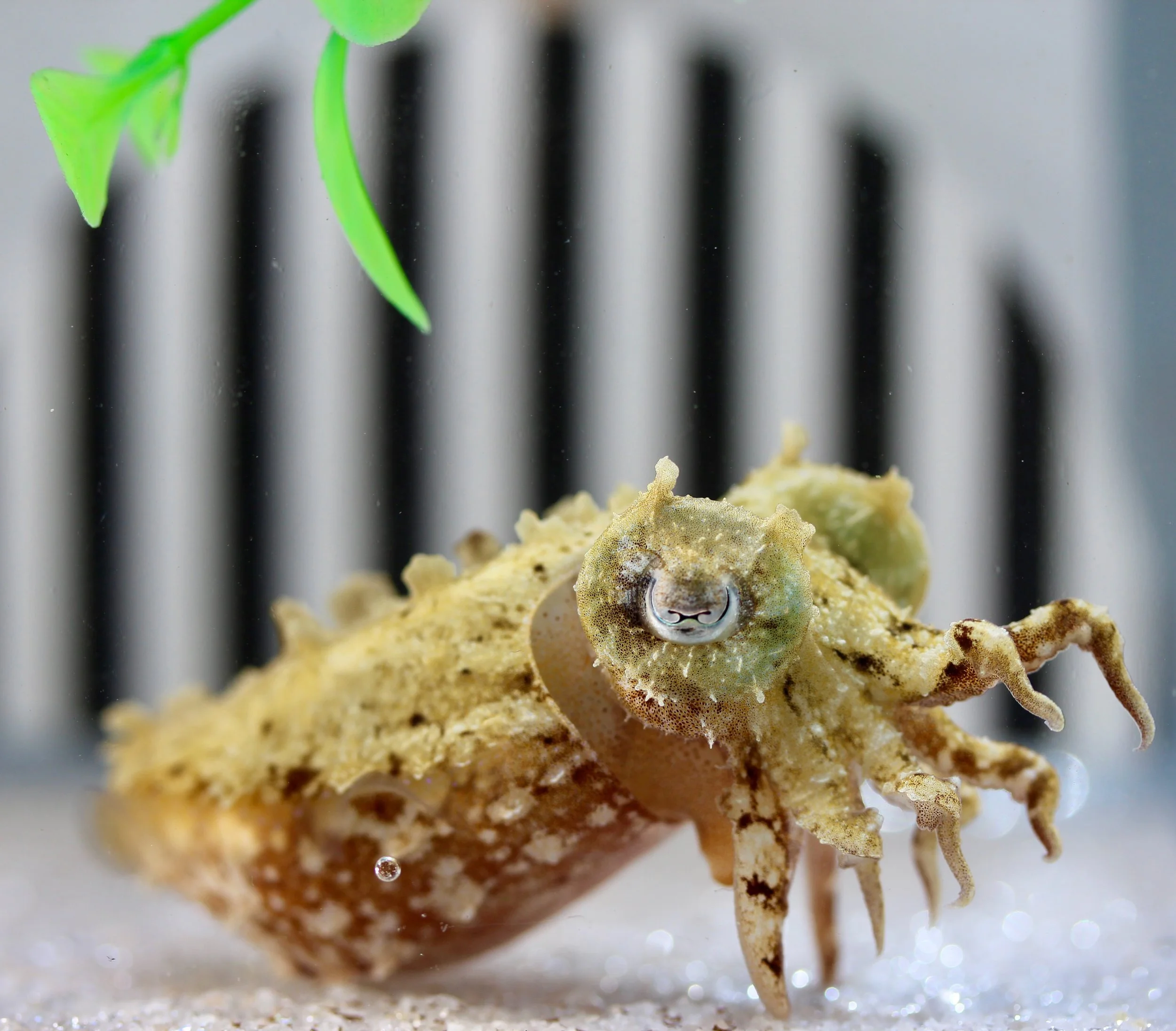 Cuttlefish And Crab