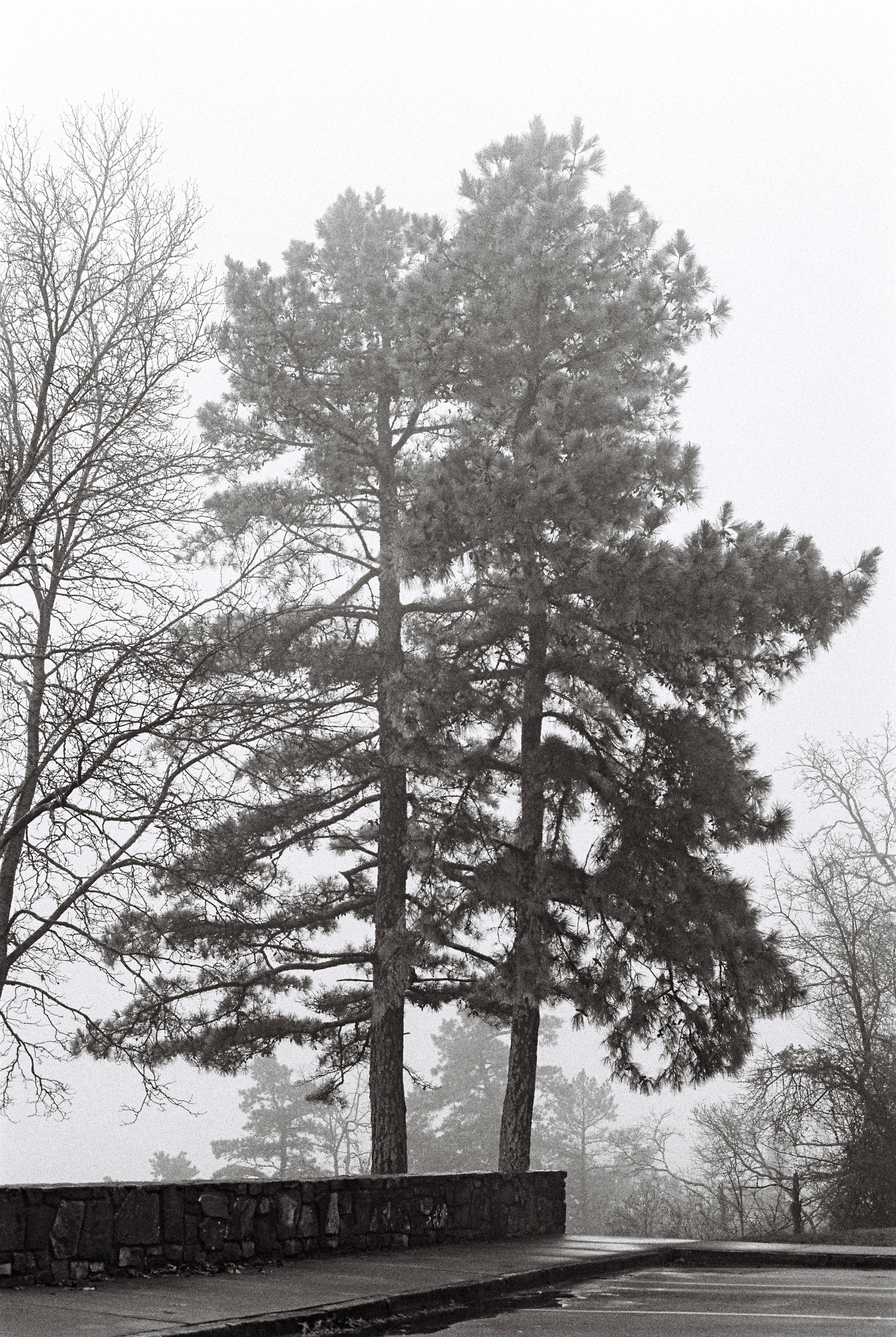 National Park pines and parking