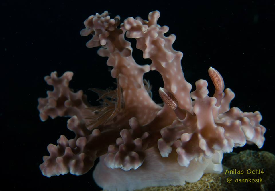 Nudi1.jpg