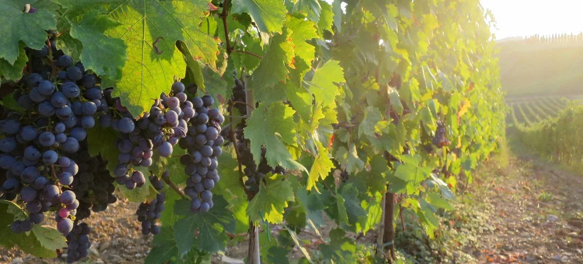grapes-1200x545.jpg