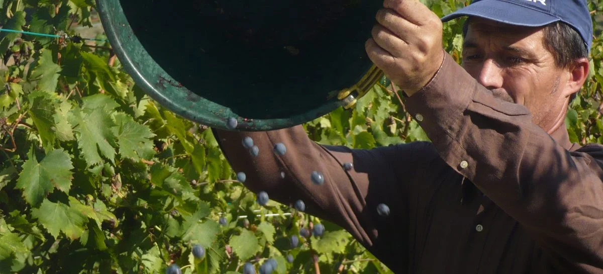 grapes01-1200x545.jpg