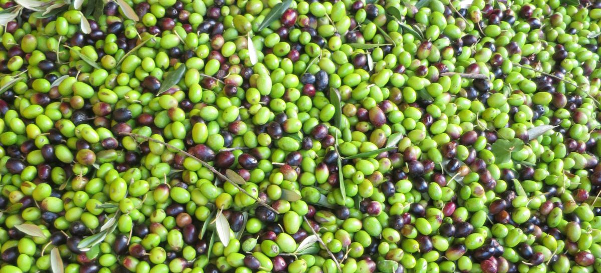 olives-1200x545.jpg