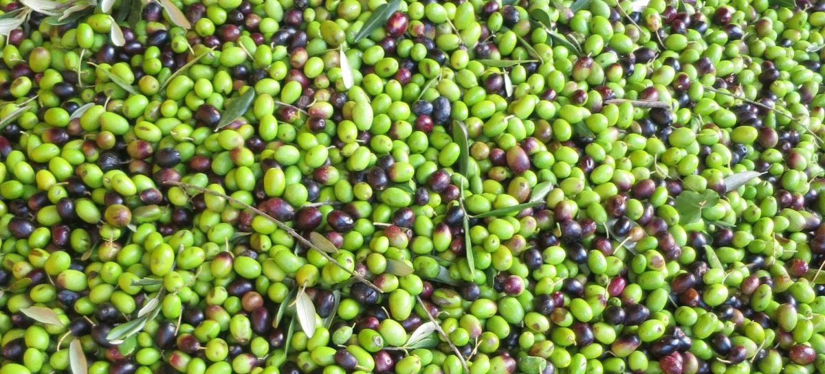 olives-1200x545.jpg