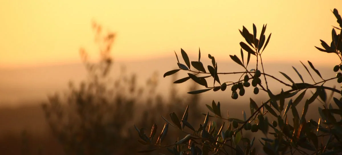 olivesunset-1200x545.jpg