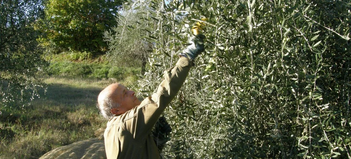 olivepicker01-1200x545.jpg