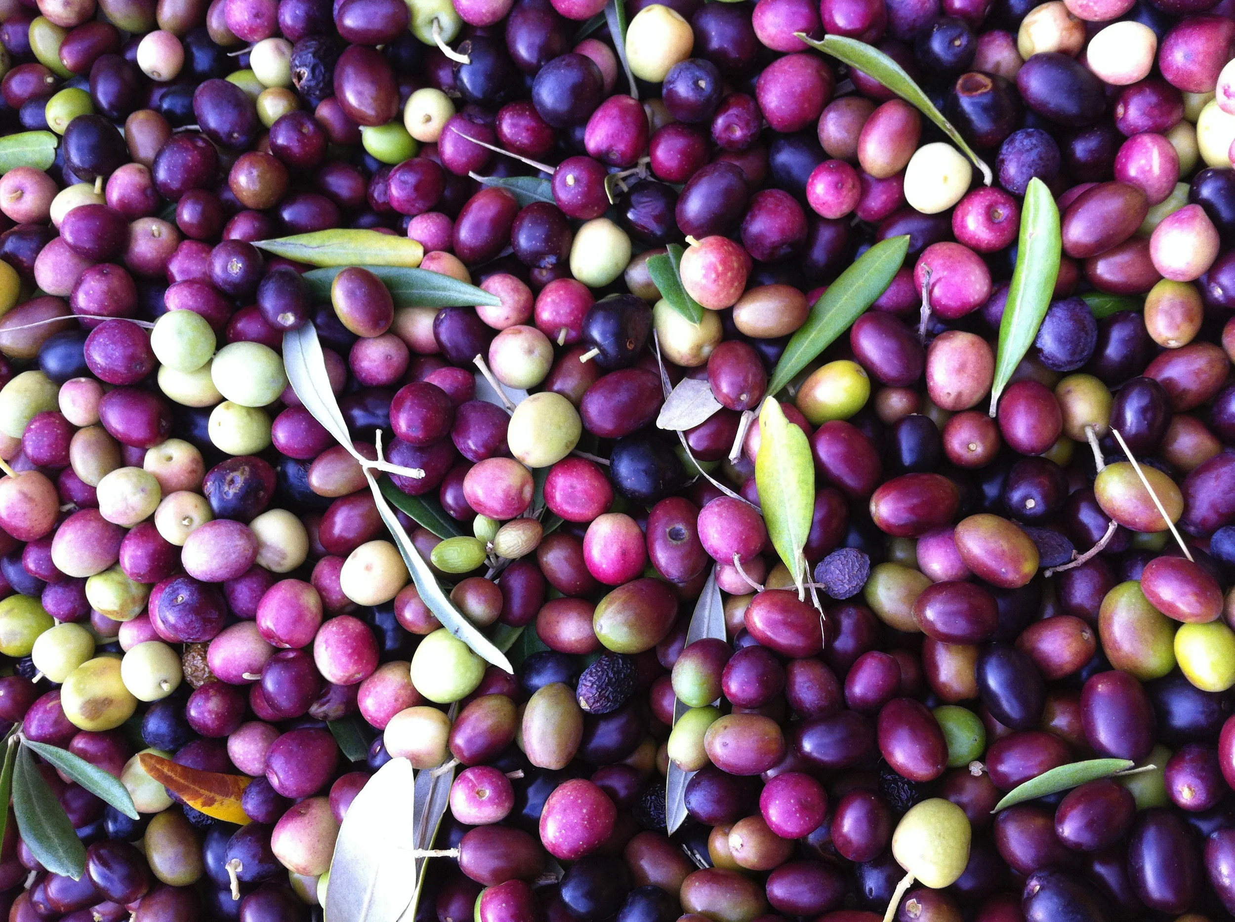 WSET 1 NEW OIL &amp; YOUNG WINE RETREAT