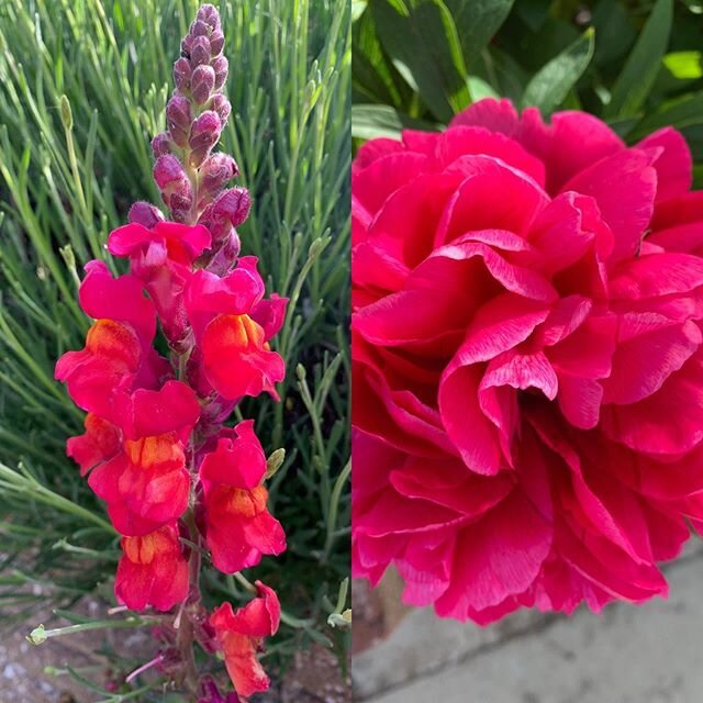 Thought I&rsquo;d choose bright, bright flowers on this glorious sunny morning #snapdragon #antirrhinum #peony #peonies #pinner