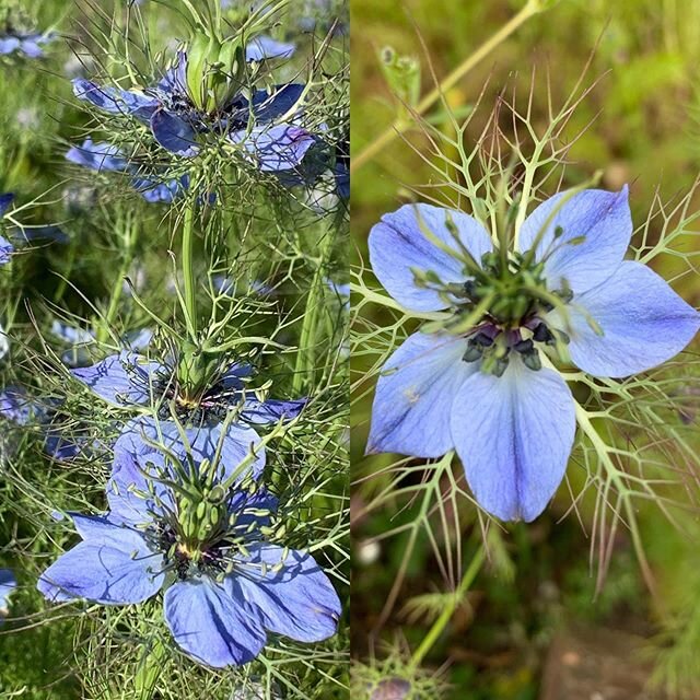 Such a delicate little flower 💙💙💙#nigella #loveinamist #eastcote