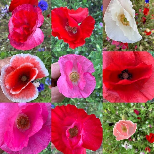Just stunning wild poppies in Eastcote❤️❤️❤️#wild poppies #poppies #flowerperfection