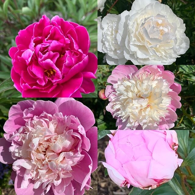 Make the most as these beauties are not around for long! #peonies #earlysummerflowers #scentedflowers