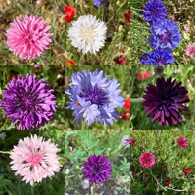 Such pretty cornflowers in so many colours #Eastcote #wildflowers #vergeflowers #cornflowers #cornflowerblue