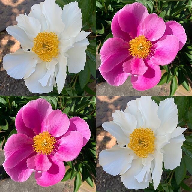 More perfect peonies 💖💖💖