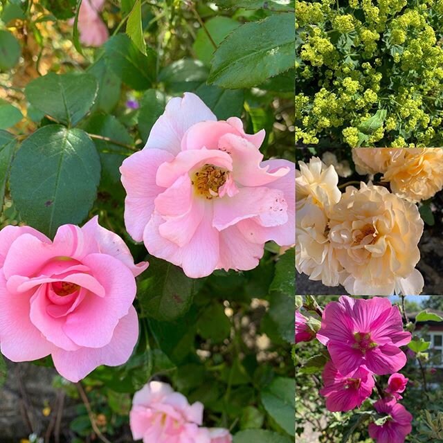 Today&rsquo;s lovelies 💖💖💖#roses #gardenrose #lavatera #alchemilla #alchemillamollis #ladiesmantle