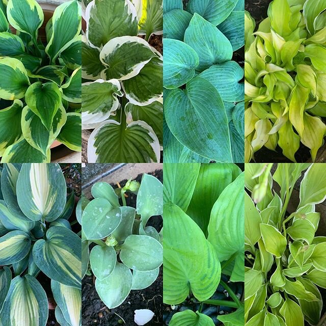 Delighted with my hosta collection this year #hosta #hostas #brookfieldplants #happygardening #shadelovingplants
