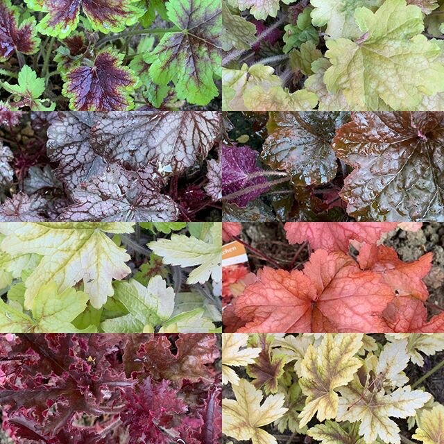 A lovely selection of heucheras in my garden too🥰#heuchera #foliage #foliageplants #ilovemygarden #lockdown2020