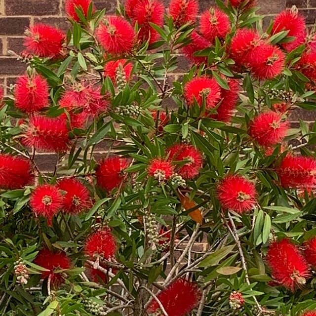 Look at this gorgeous Callistemon /&ldquo; bottlebrush &ldquo; spotting locally. #bottlebrush #callistemon #pinner #brightredflowers