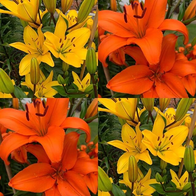 Beautiful bright lilies #lily #lilies #pinner #gardenflowers #gardenblooms