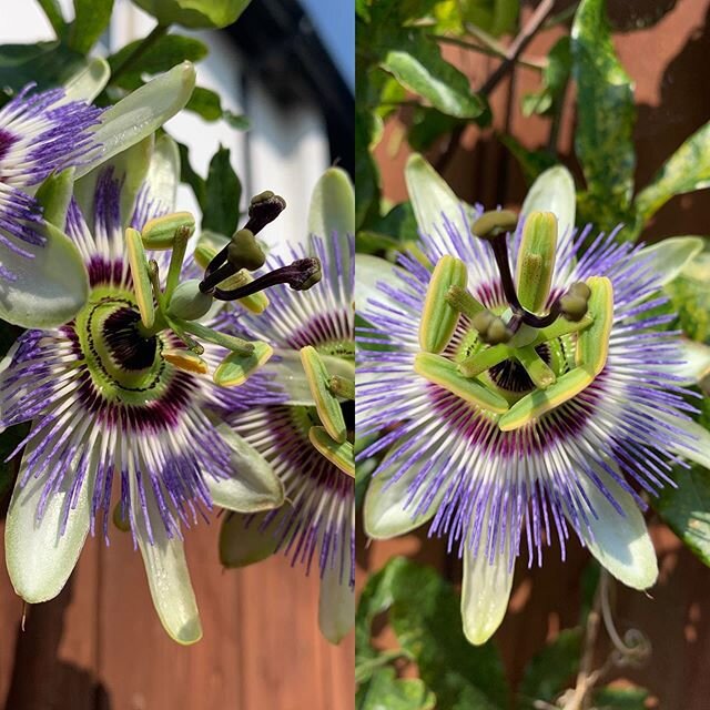 Beautiful passion flower #pinner #passionflower #christ