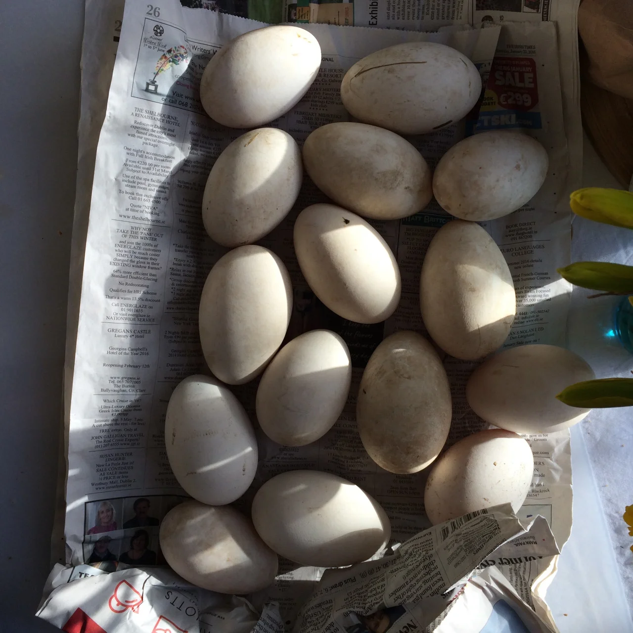 Beautiful Goose eggs 