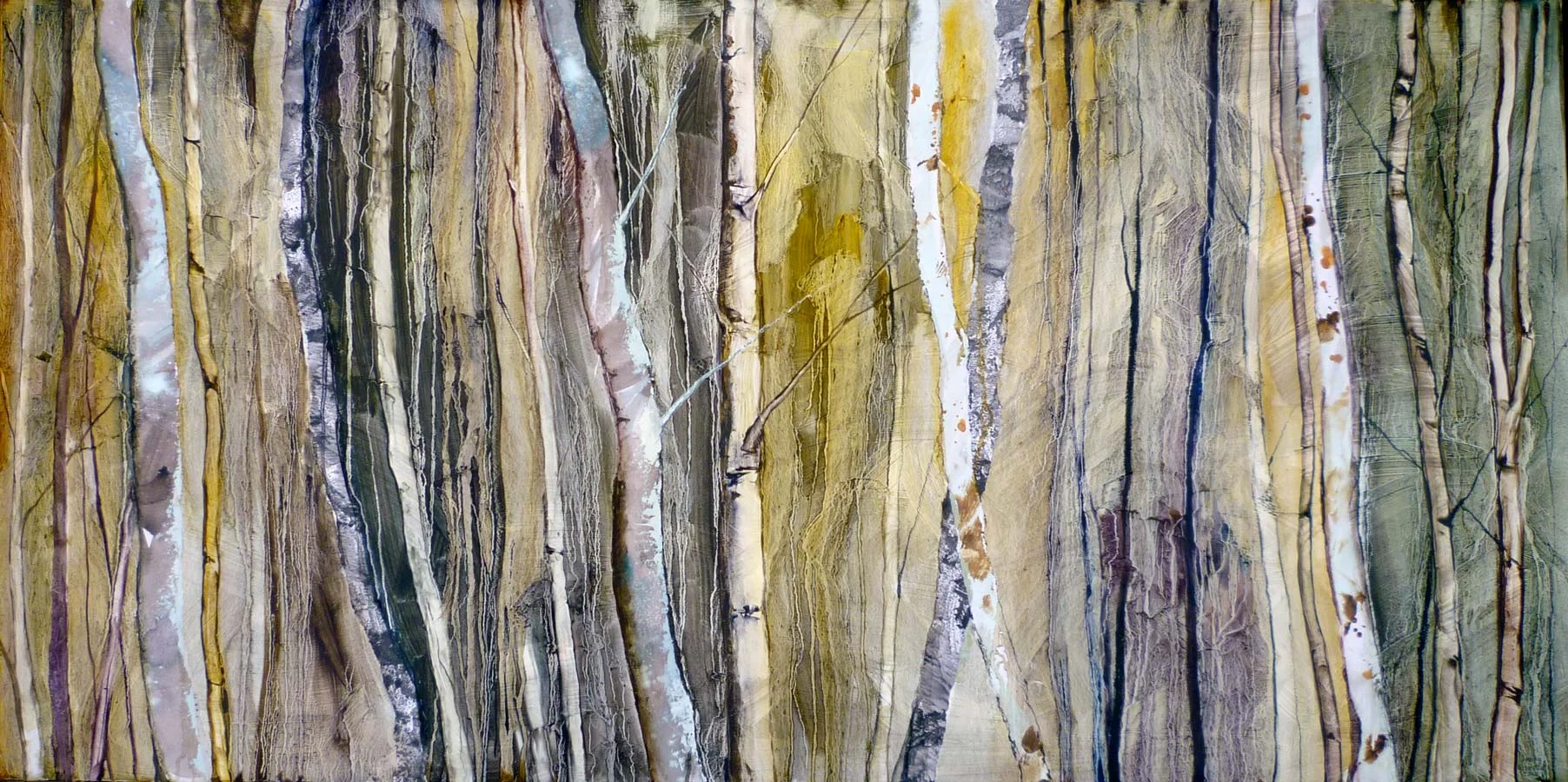 Sunlight through the birch trees
