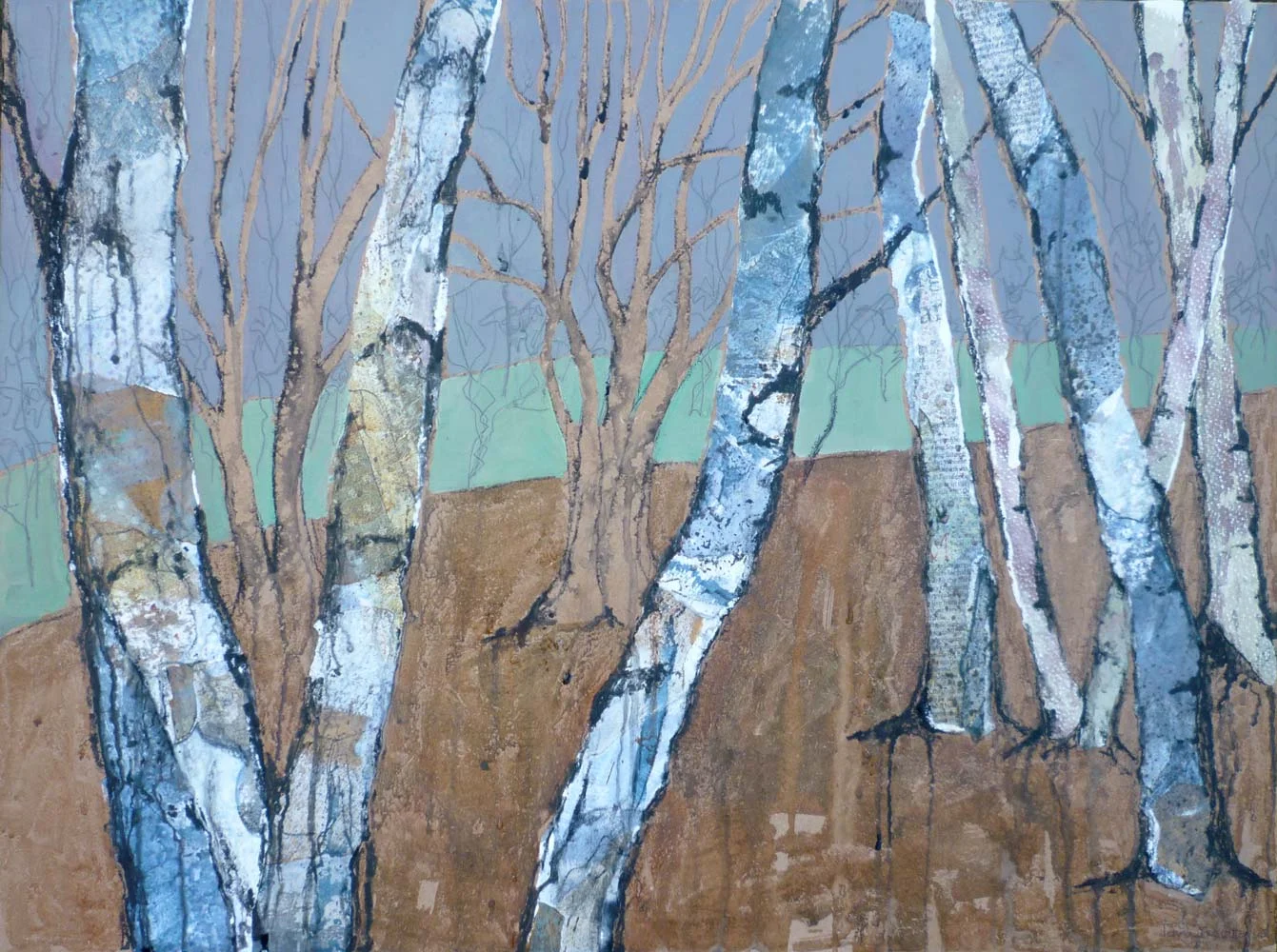 Trunks of silver birches