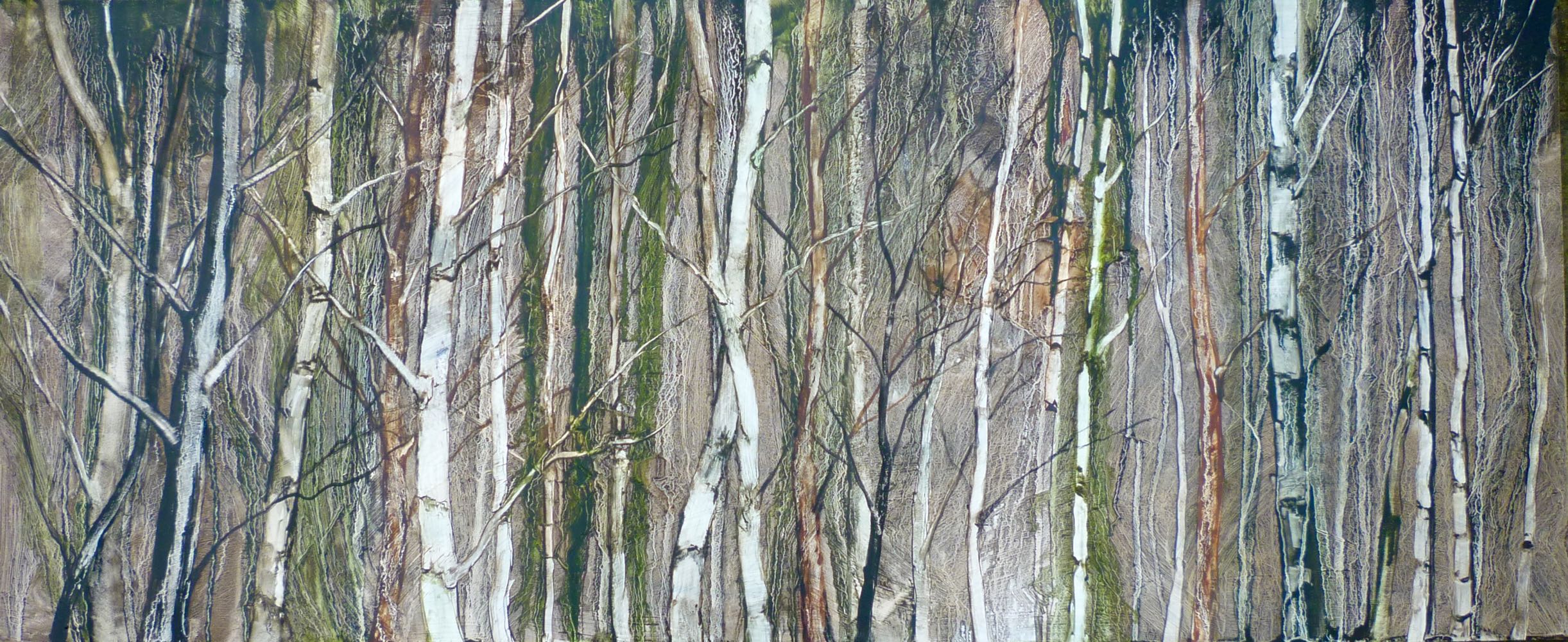 Deep inside the birch forest  