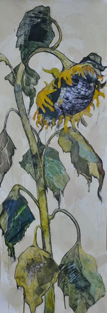 Fading sunflower