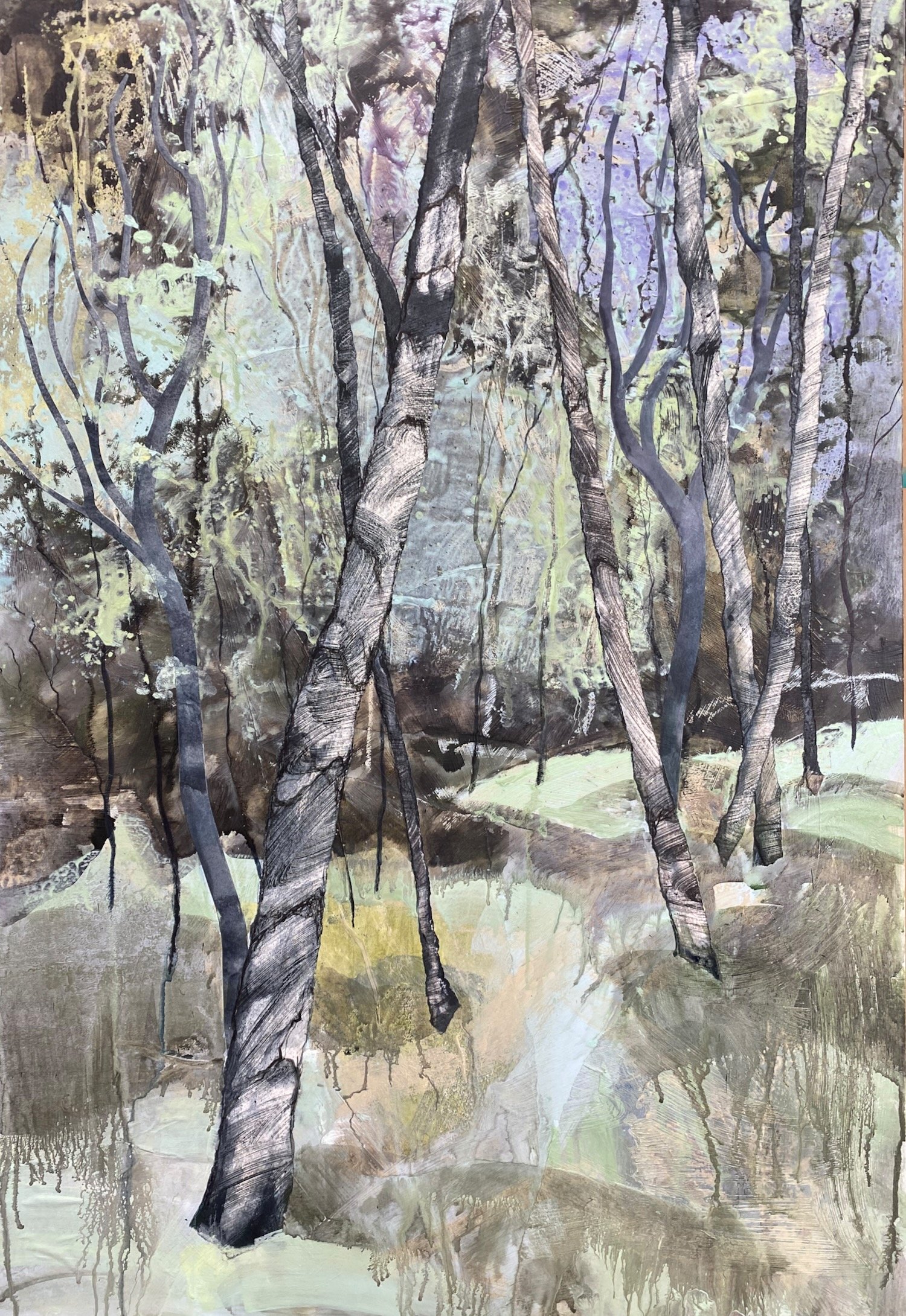 Dappled light in the young forest