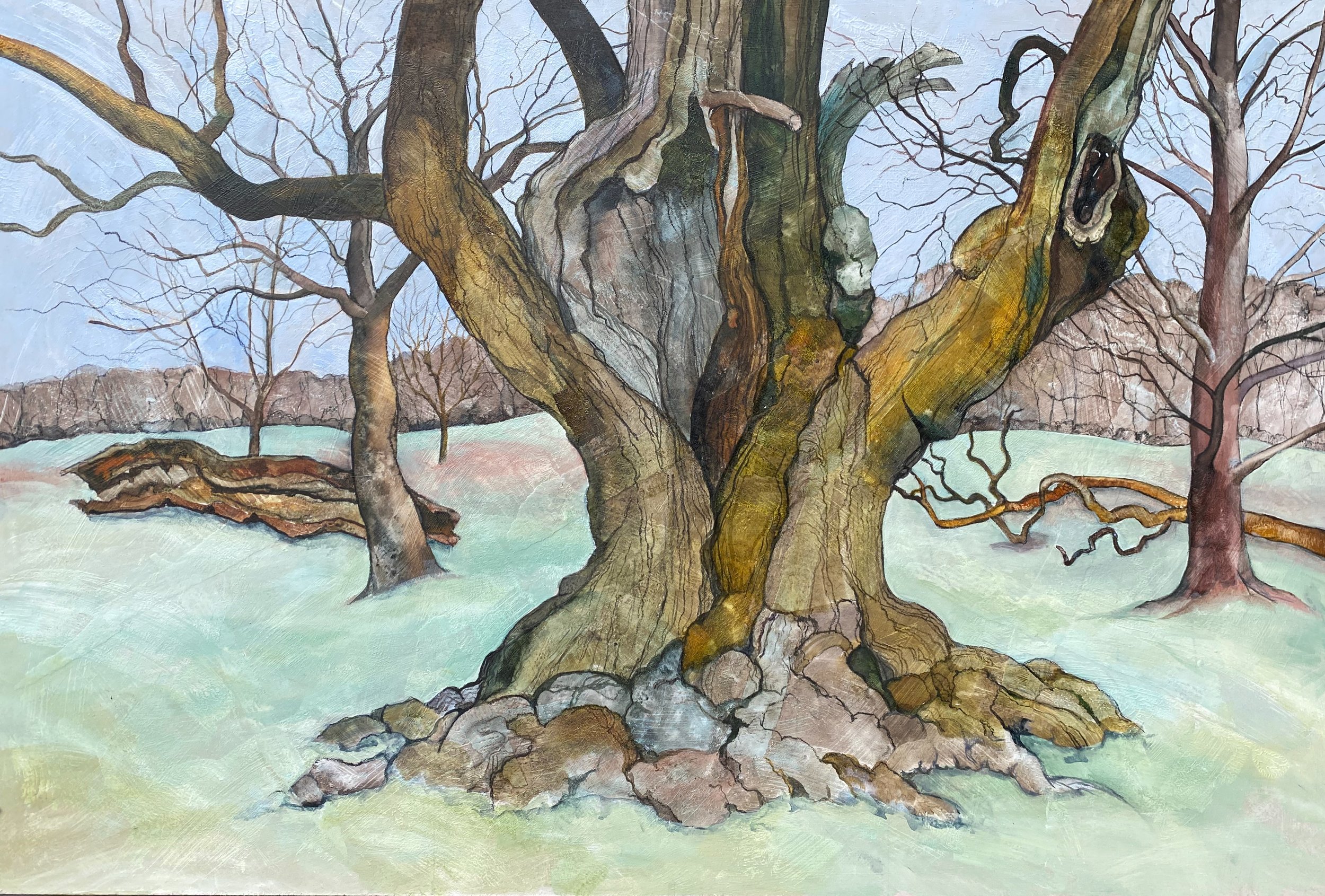 Ancient oak , Bradgate Park