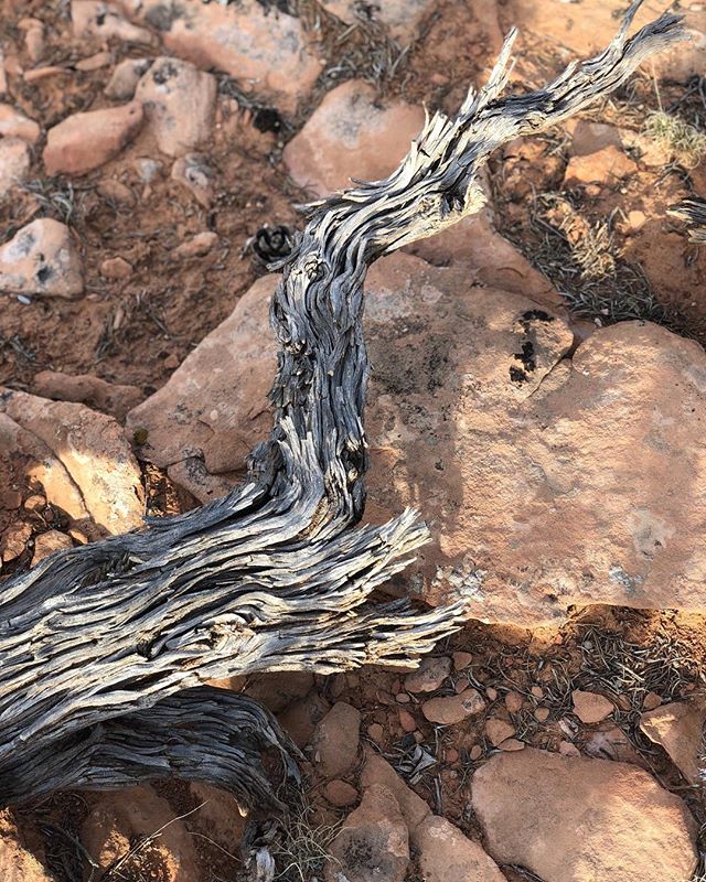 Desert textures in my favorite place.