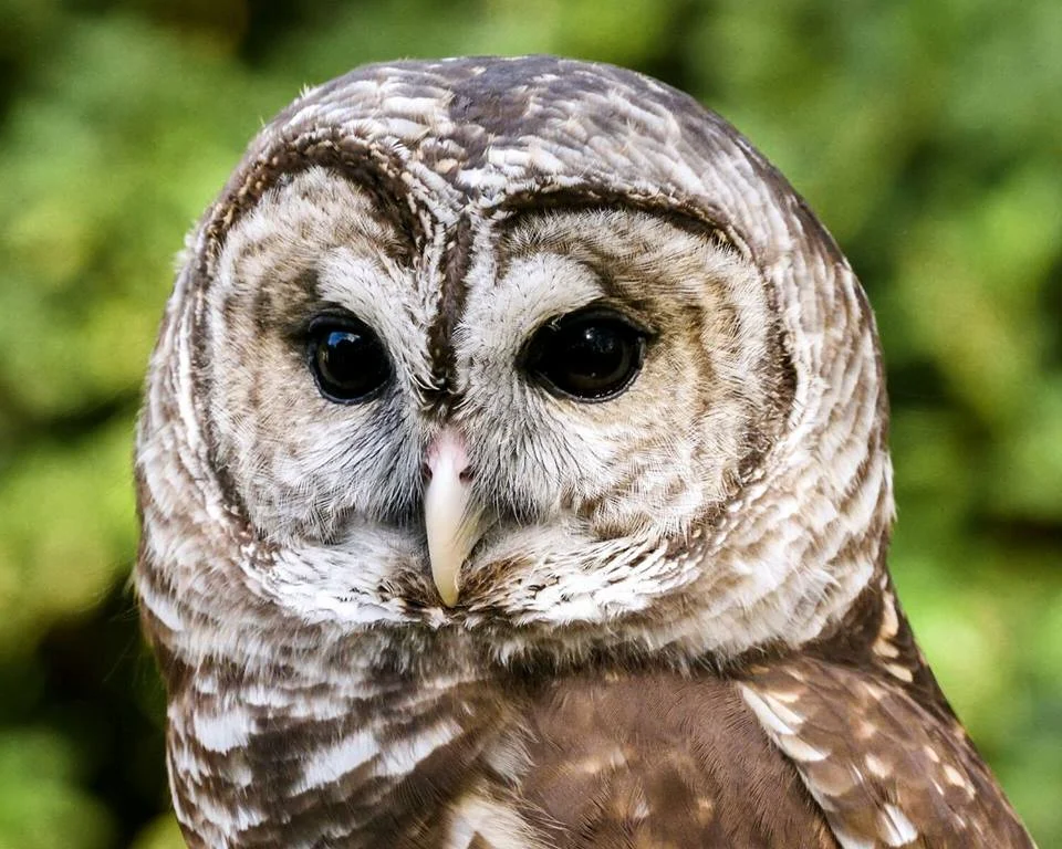 Bring the Wild Alive: Birds of Prey