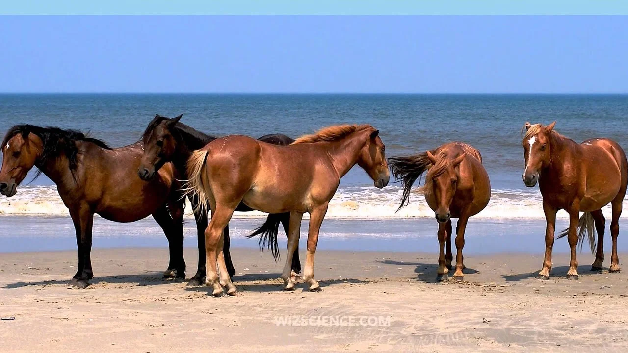 Marsh Tacky Meet &amp; Greet