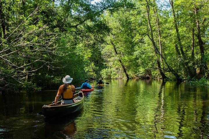 Edisto River: Black Water Crown Jewel