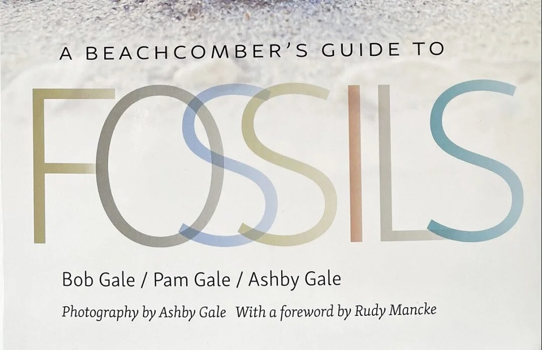A Beachcomber's Guide to Fossils