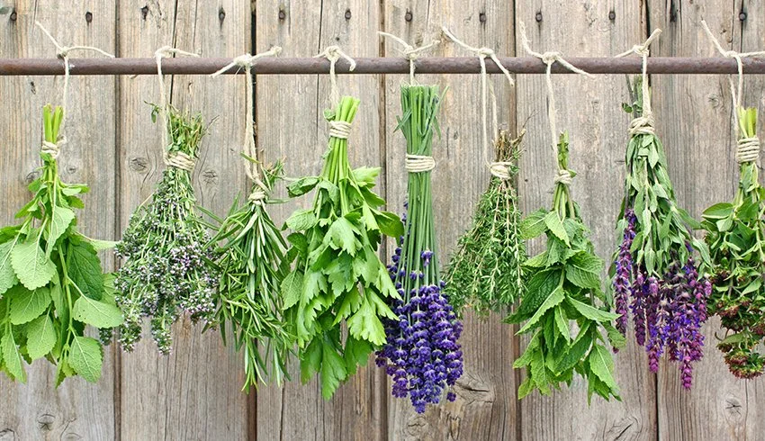 Culinary Herbs Worshop