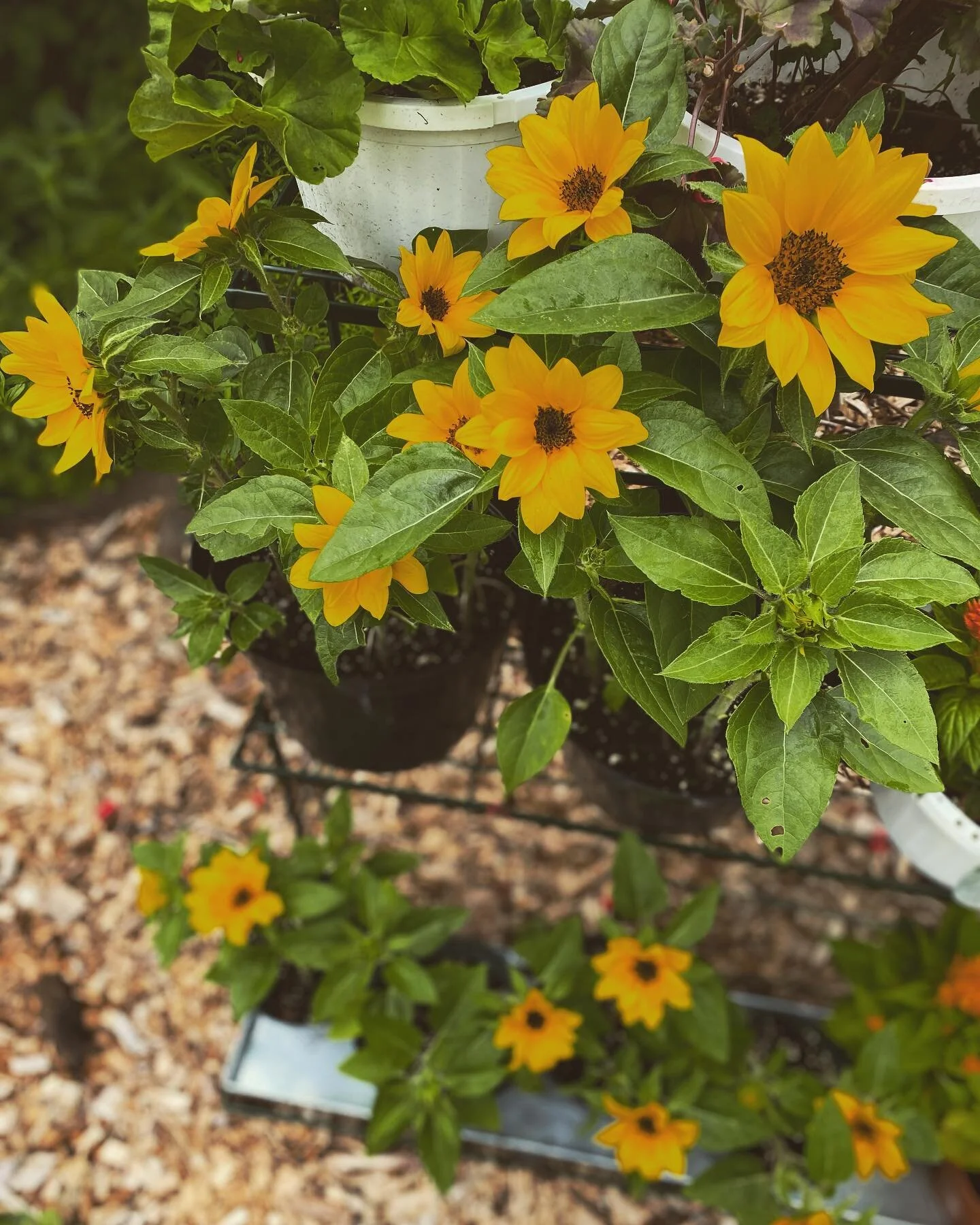 new this week 🌻 
sun pots at the farm stand! 
come and get em
friday 12-5
saturday 10-3
15041 Auburn Rd. 
🌞 🌞 🌞 🌞 🌞