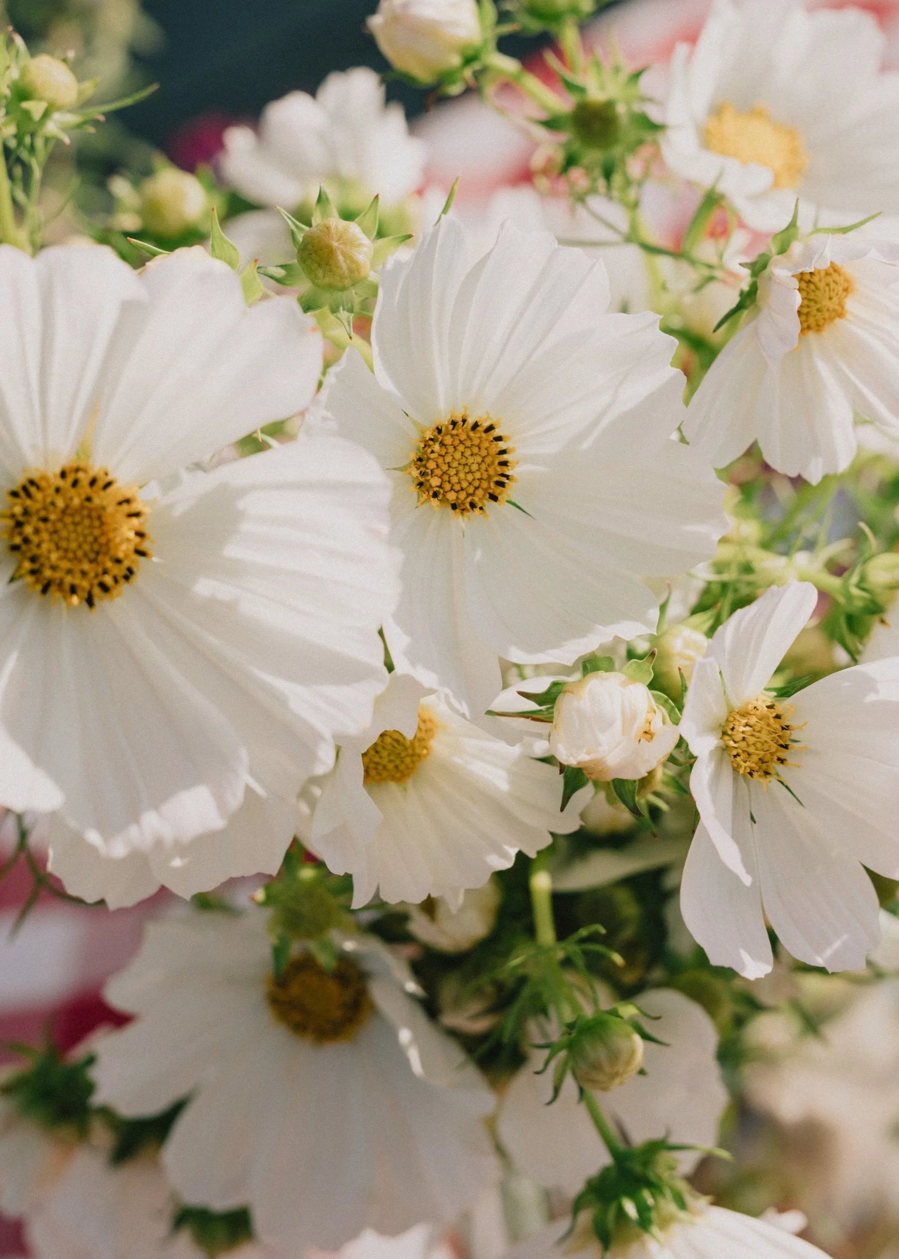 Alex and Dan 0969_Original.jpeg