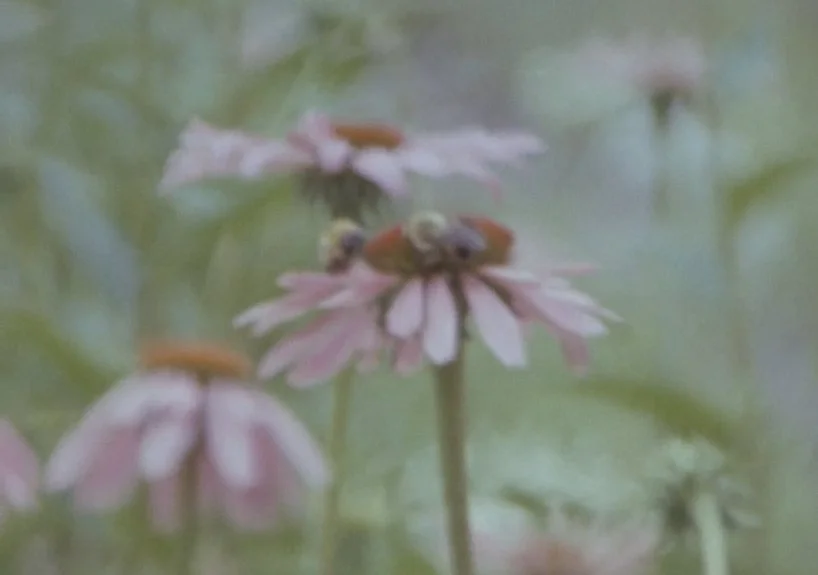 bees on echinecea .jpeg