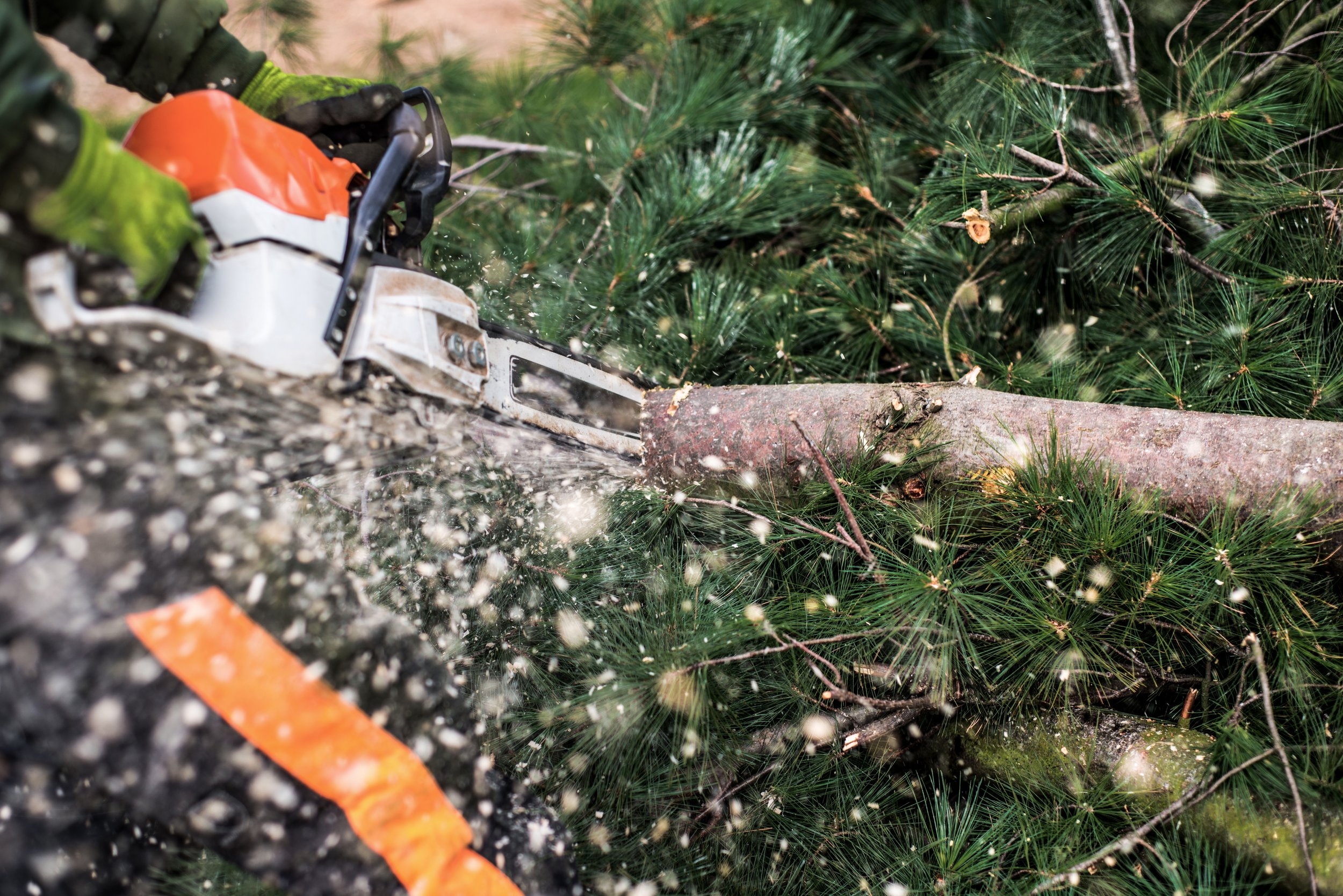 close-up-of-lumberjack-with-chainsaw-cutting-a-tre-2021-08-27-16-19-38-utc.jpg