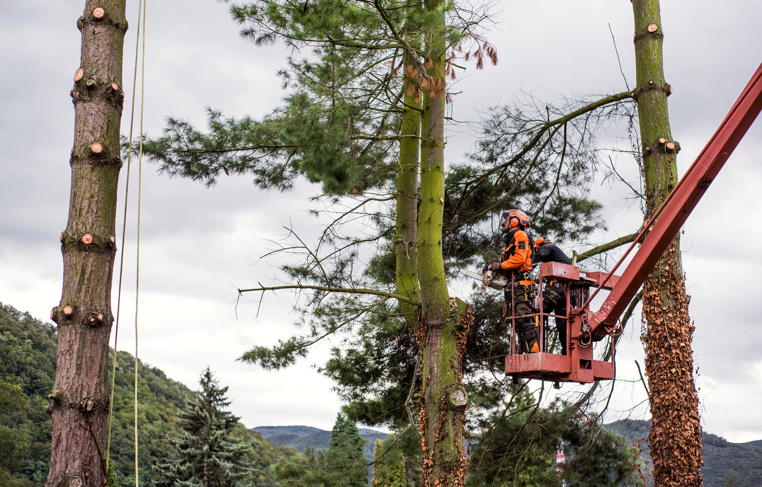 arborist-men-with-chainsaw-and-lifting-platform-cu-2021-08-27-16-14-37-utc.jpg